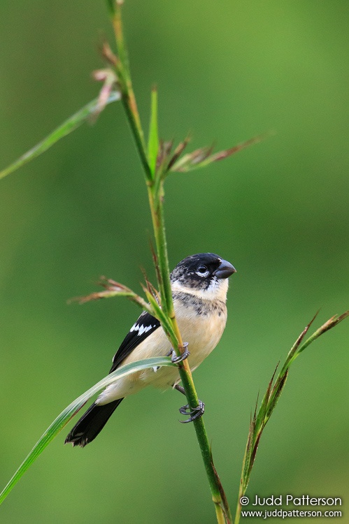 White-collared Seedeater, Belize